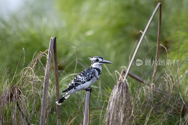 乌干达，沼泽中被射杀的彩衣翠鸟(Ceryle rudis)